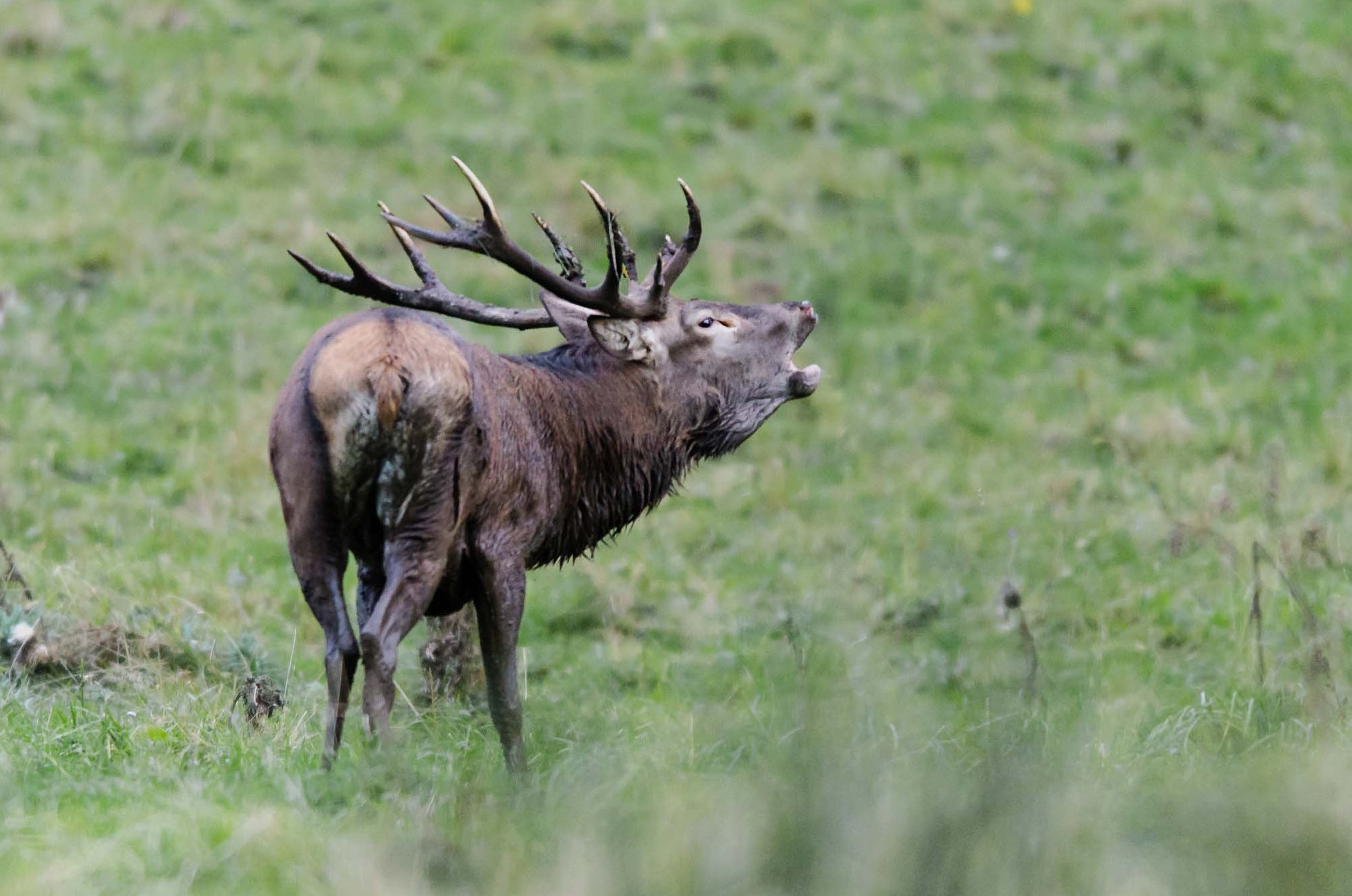 Brame du cerf